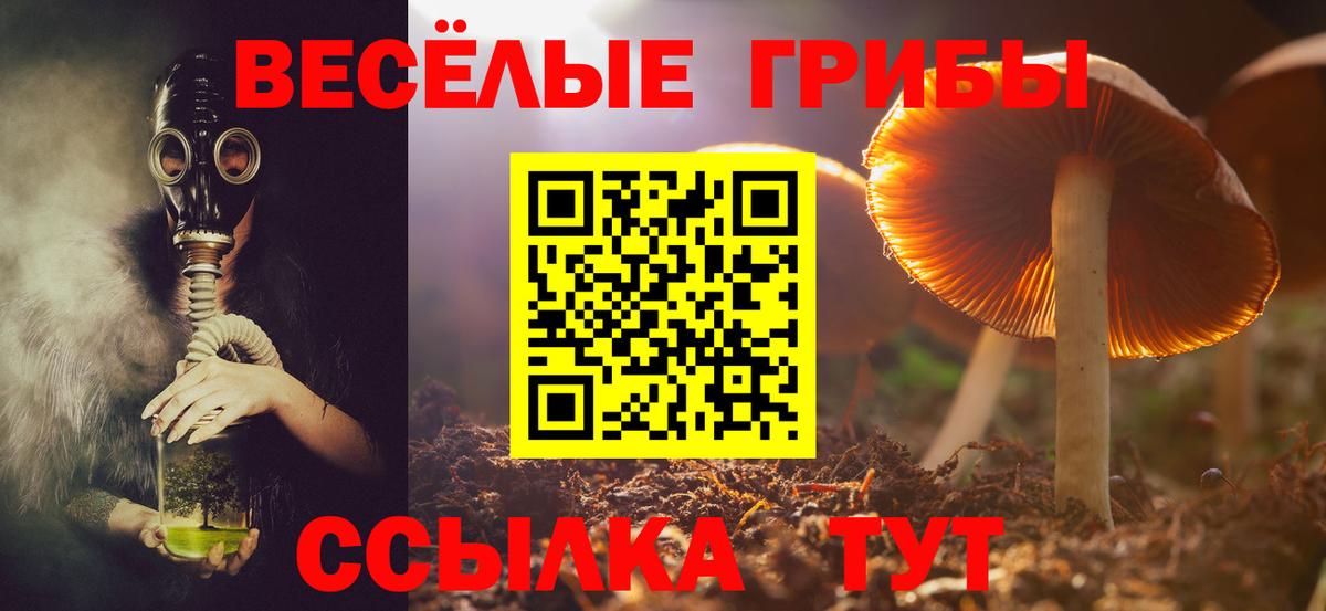 Свободный  Псилоцибиновые грибы GOLDEN TEACHER  Псилоцибиновые грибы прущие грибы  Вход с VPN 